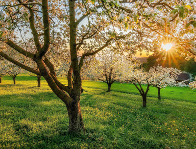 beautiful sunset through the woods in spring to show new life