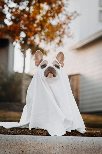 Why As I Christian I Don't Celebrate Halloween